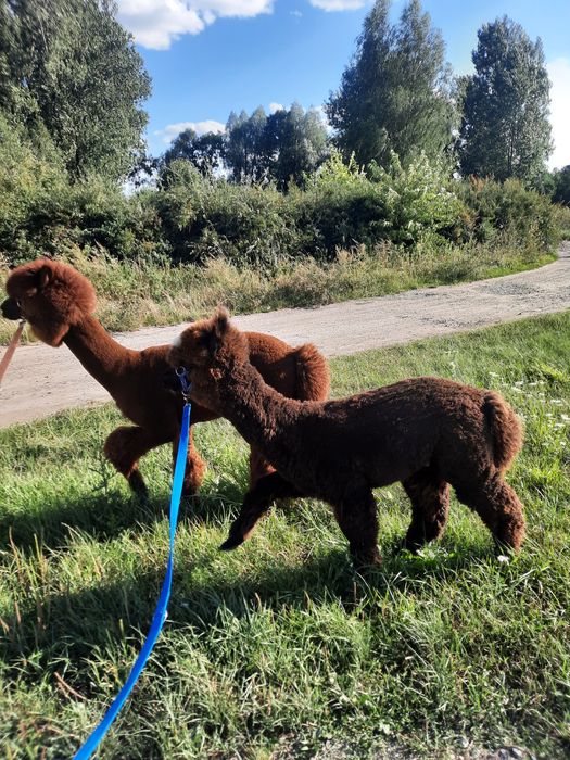 Sprzedam 3  alpaki - samce