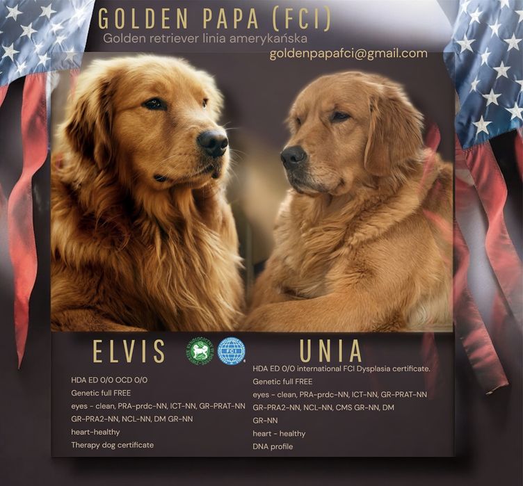 Golden retriever ZKwP/FCI linia amerykańska