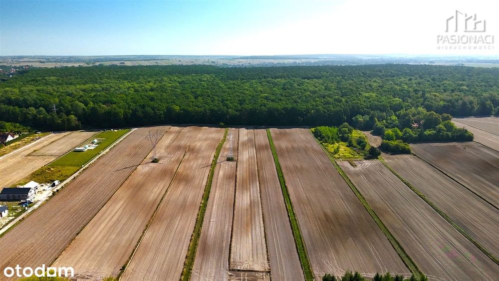 Działka rolna Prawiedniki-Kolonia - 4400 m² - Więcej