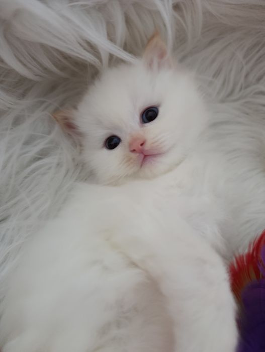 Ragdoll - kocurek Remi