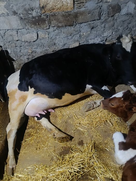 Продам стельную корову