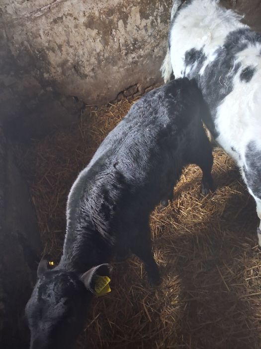 Jałowka żarłaczka