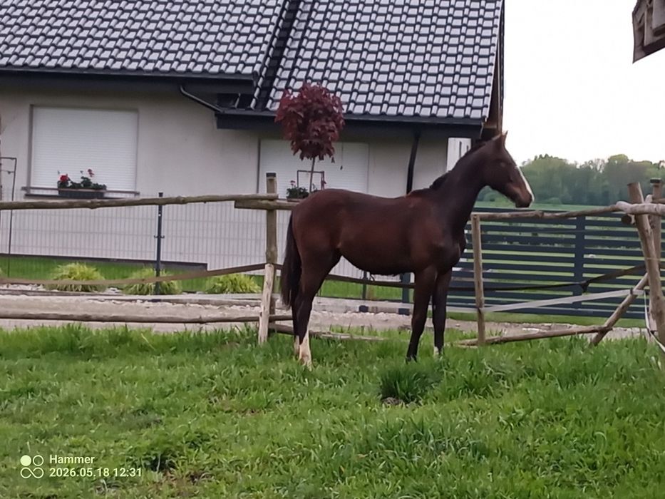 Sprzedam ogierka.