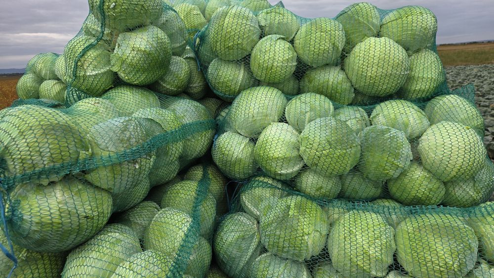 Продам білокачанну каусту