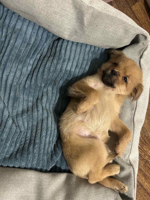 Віддам цуценя в добрі руки.