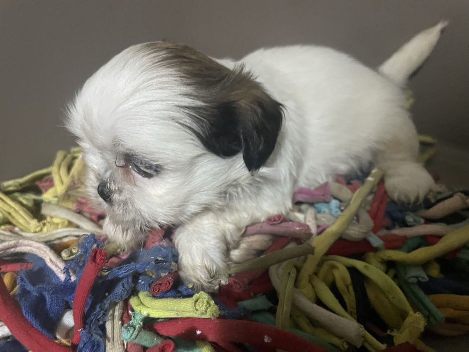 Shi-tzu super top machoexcelente