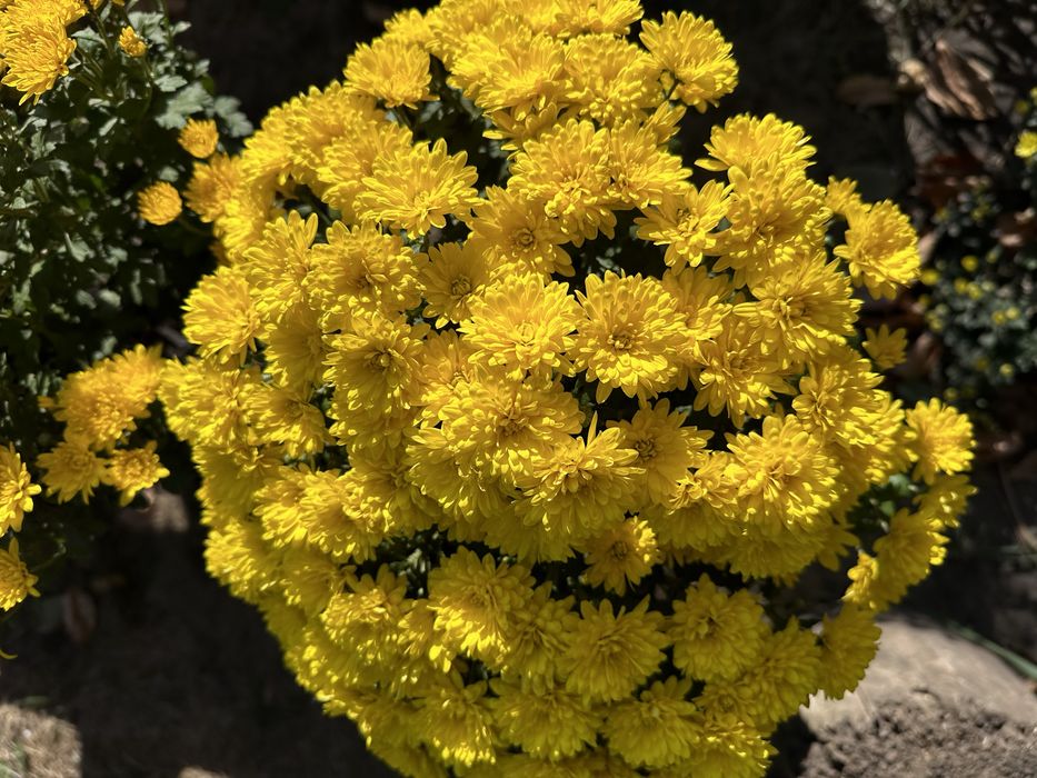 Хризантема мультифлора