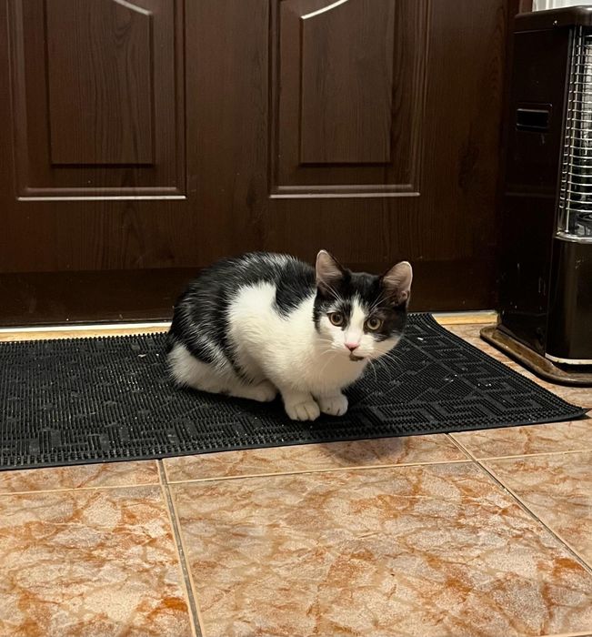 Oddam kotki w dobre ręce Warszawa Wyszków