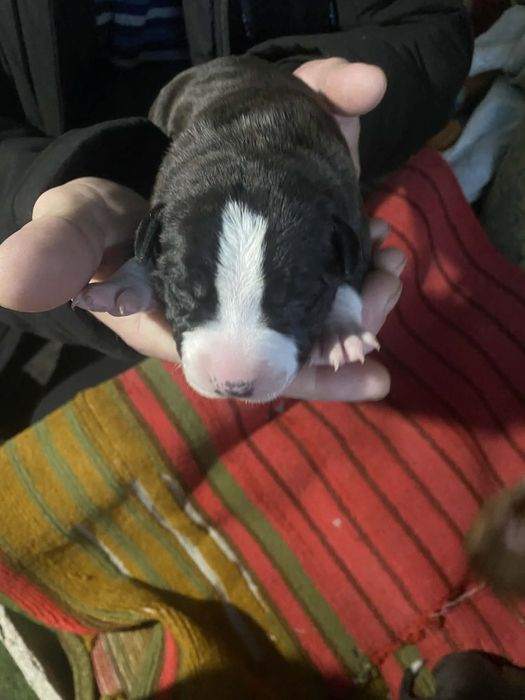 Цуценята Амстаффа Бронь !