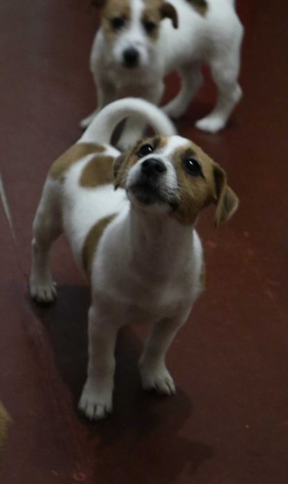 Чистокровні цуценята Джек Рассел Тер'єр