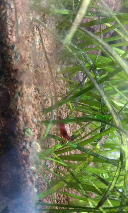 Aquário Aquatlantis Completo (Plantas + Acessórios + Ecossistema Vivo)