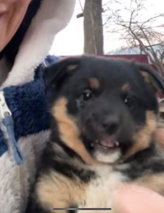 Собачка в добрі руки