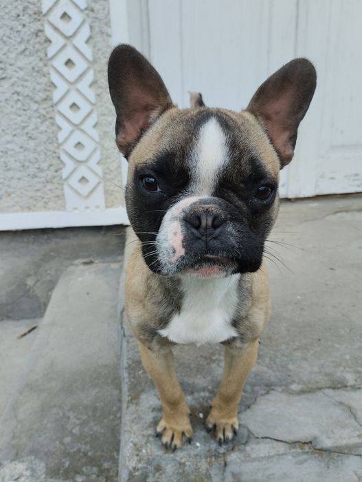 Французький бульдог