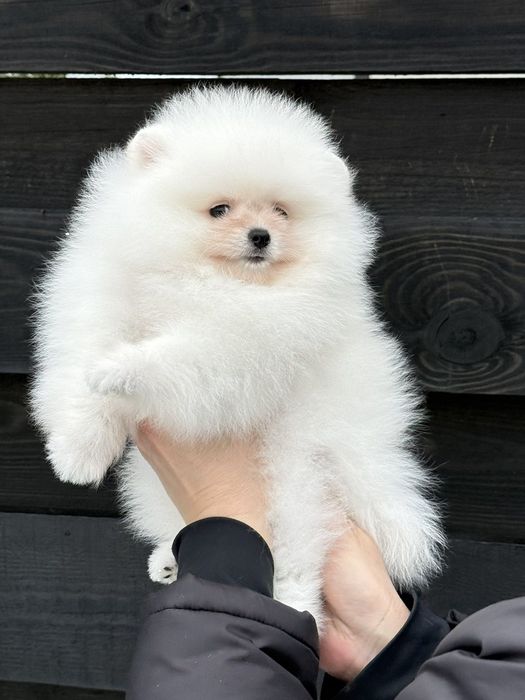 Хлопчик померанського шпіца