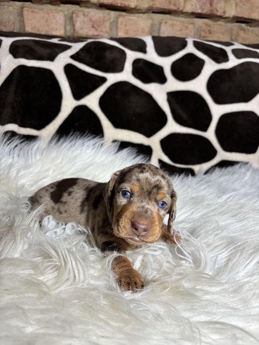 Teckel arlequim  macho