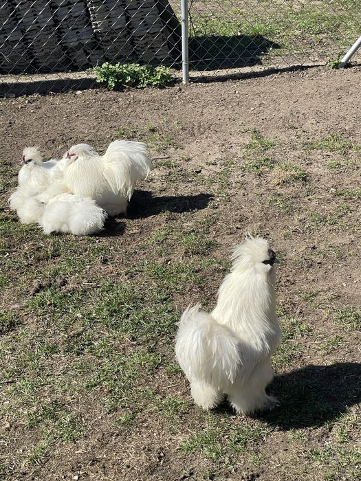 Silka czarno zlota para kur rocznych