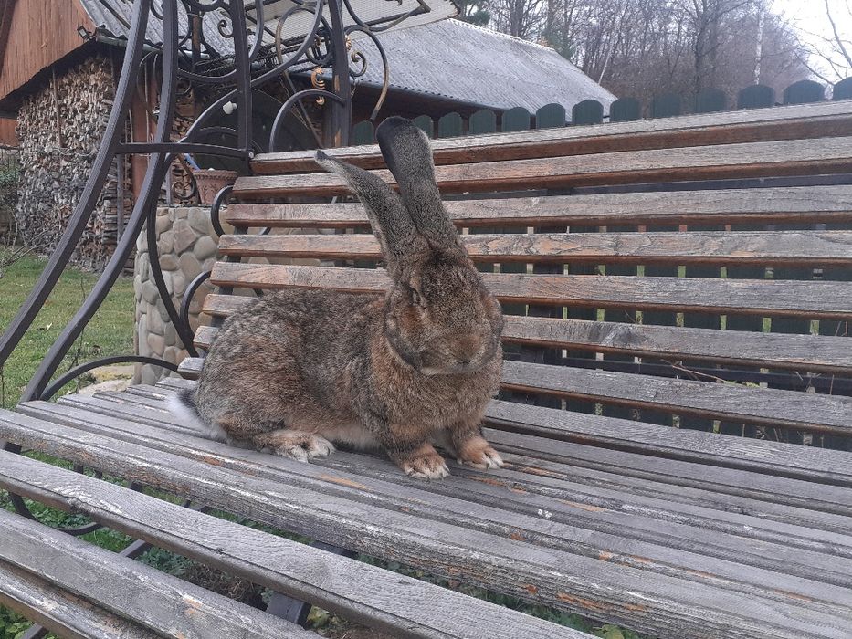 Самець. робочий.