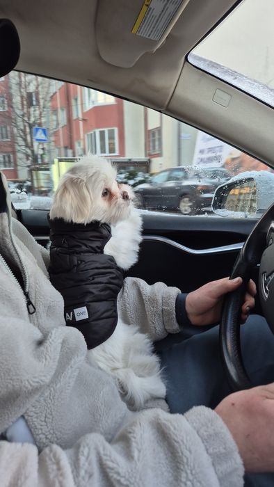 Цуценя мальтійської балонки