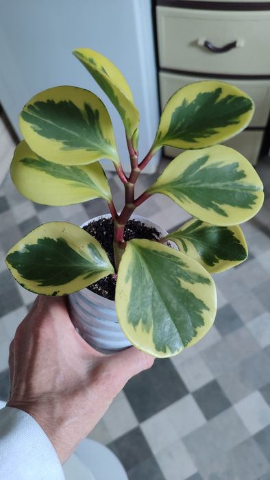 Хамедорея меса китайська