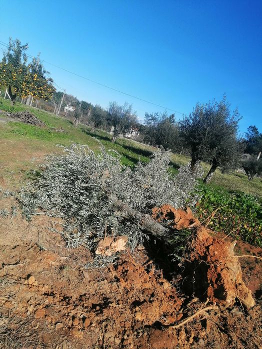 Oliveiras galegas para plantar