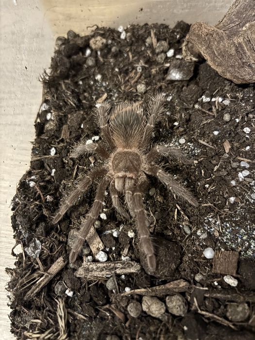 Lasiodora parahybana