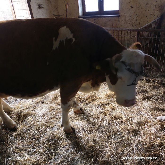 Krowa cielna 6 miesięcy