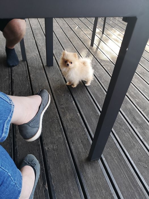 Micro SUNIA Teacup Pomeranian Szpic miniaturowy chip paszport Wrocław