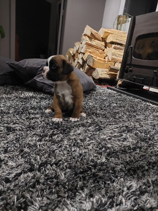 Boxer macho camurça