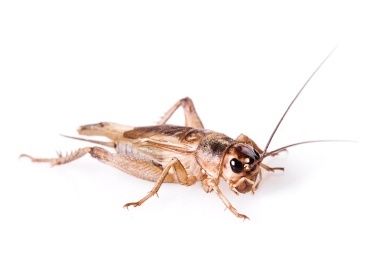 Świerszcze domowe 1-1,3cm 250sztuk