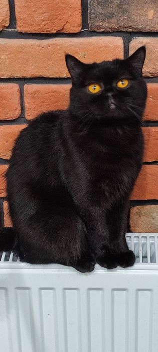 Kocurek brytyjski czarny