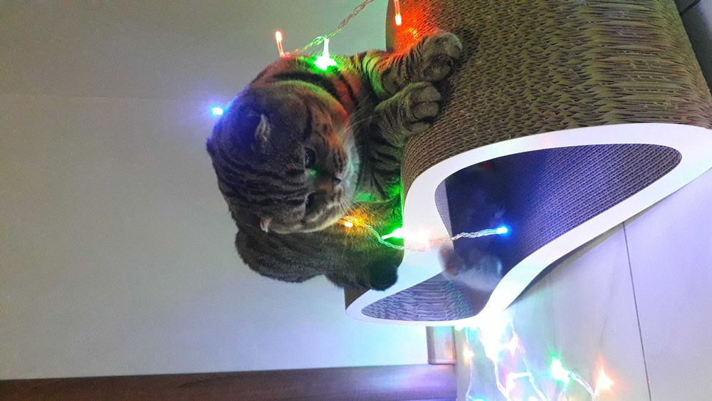Вязка Кота Шотландец