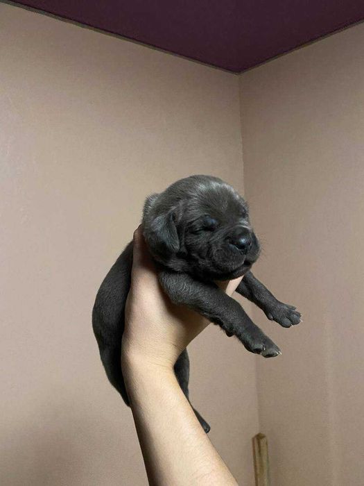 Щенки Кане Корсо 05.12