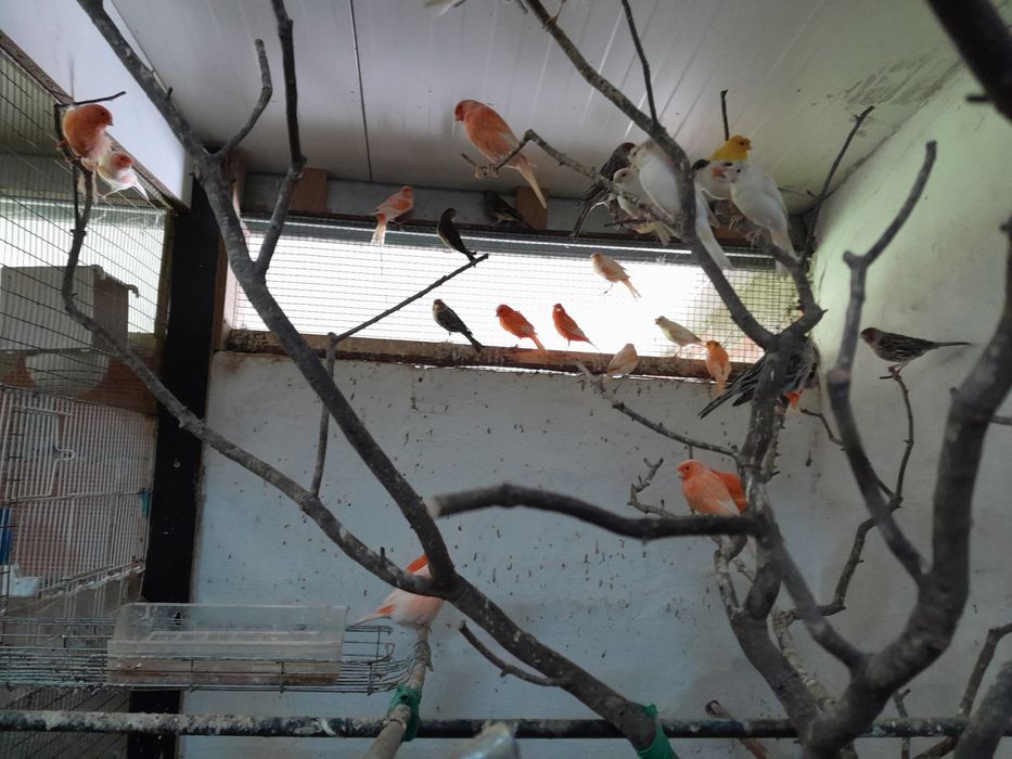 Canários vermelho intenso , arlequins e Ágata vermelho