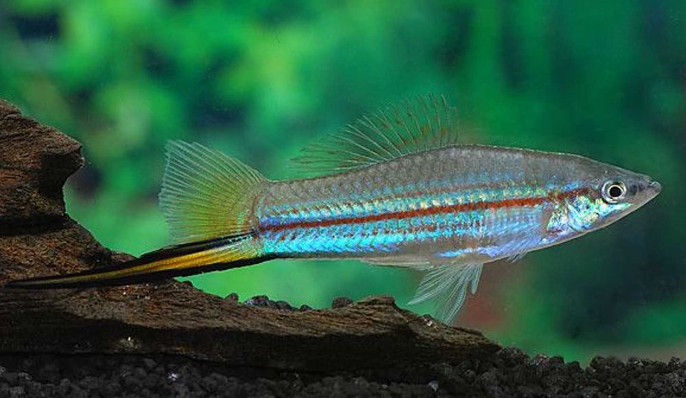 Mieczyk Hellera odmiana ZIELONA - Xiphophorus helleri - dowozimy