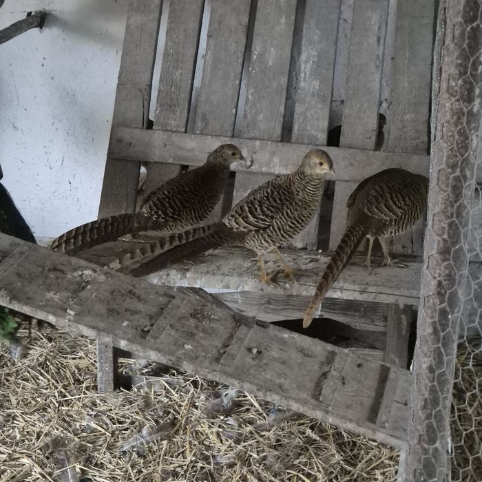 Bażanty złote na sprzedaż