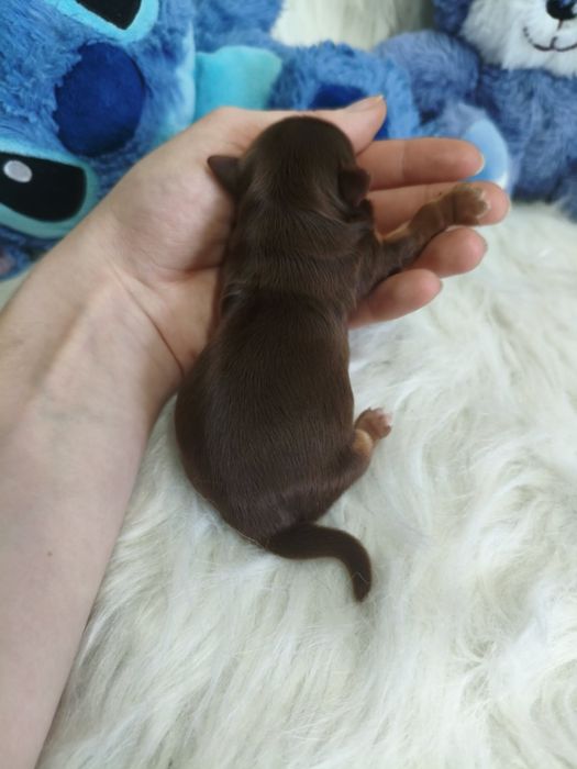 Śliczny chłopczyk Chocolate tan Yorkshire terrier
