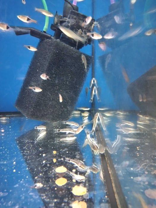 Otocinclus Otosek w Pawik.pl Sklep Zoologiczny