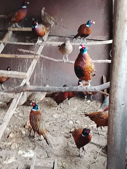 Продам фазанів мисливських