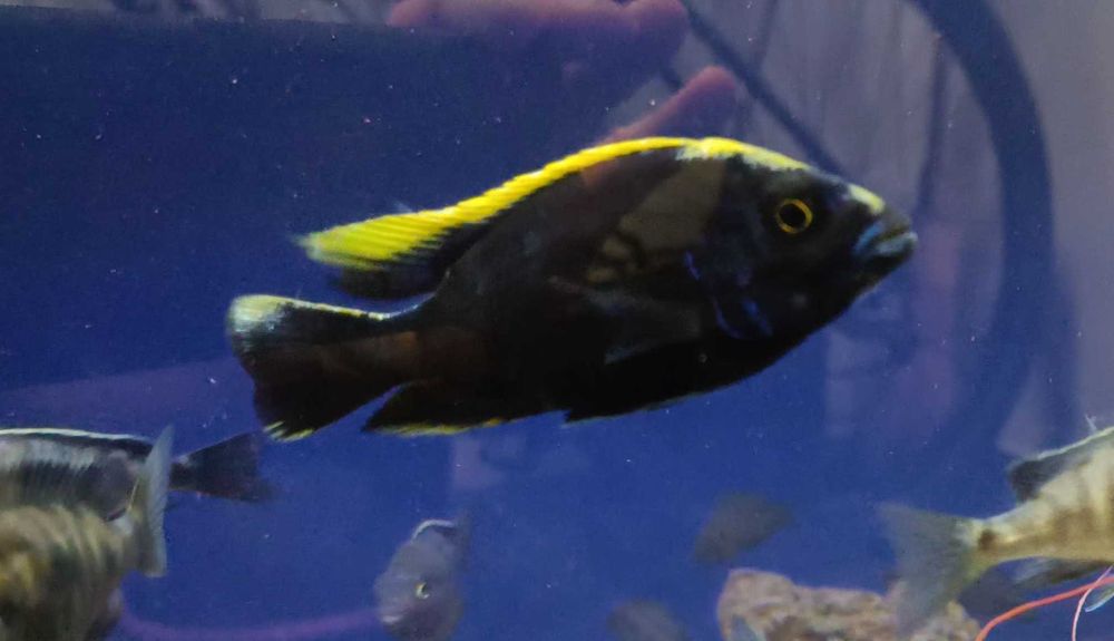 Otopharynx black orange dorsal