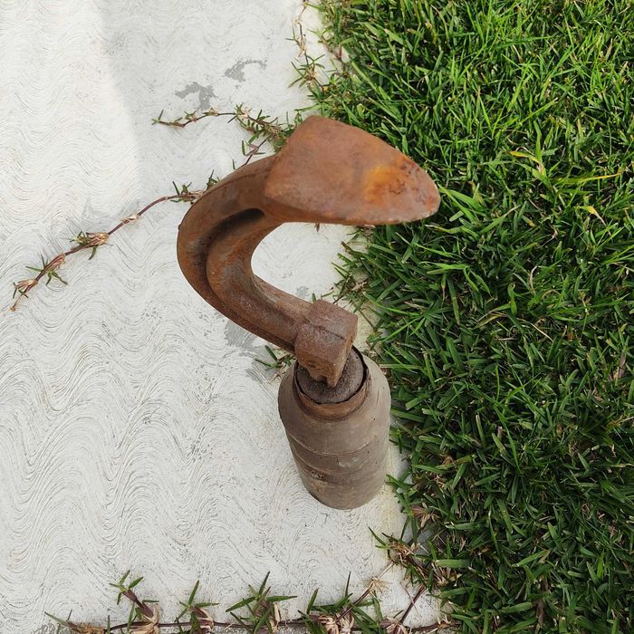 Pé de Sapateiro ou Bigorna