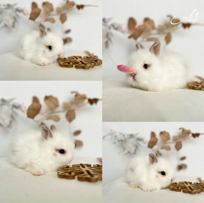 Kroliczki Karzełki Teddy najmniejsza rasa, Mini lopki