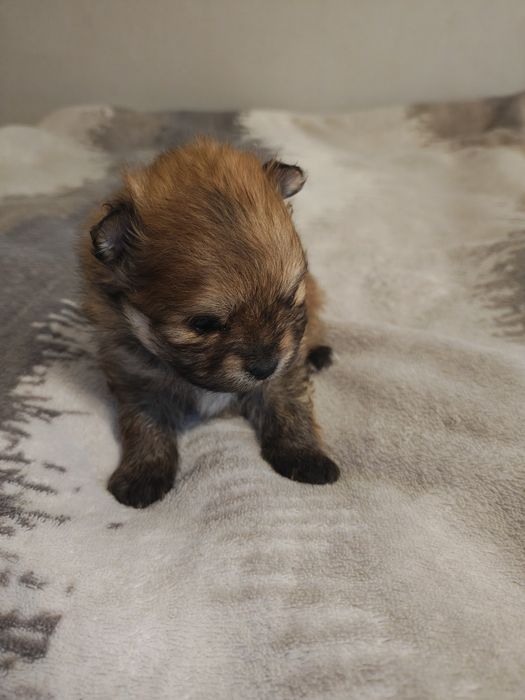 Szpic Miniaturowy