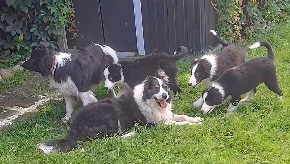 Piesek Border Collie