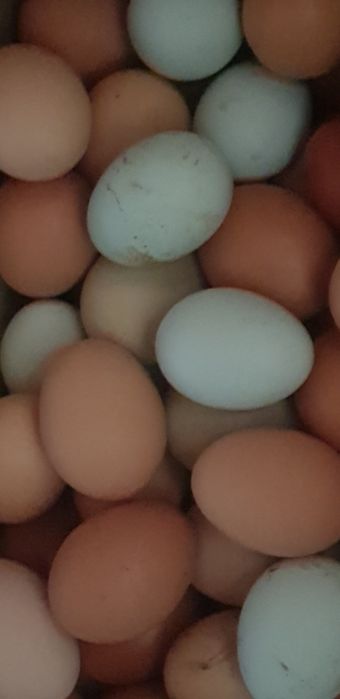 Ovos galados azuis chocolate e normais