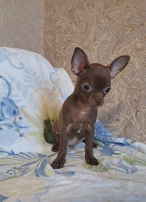 Шоколадная красота