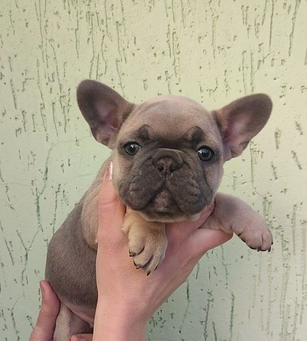 Дівчинка голубопалевого окрасу