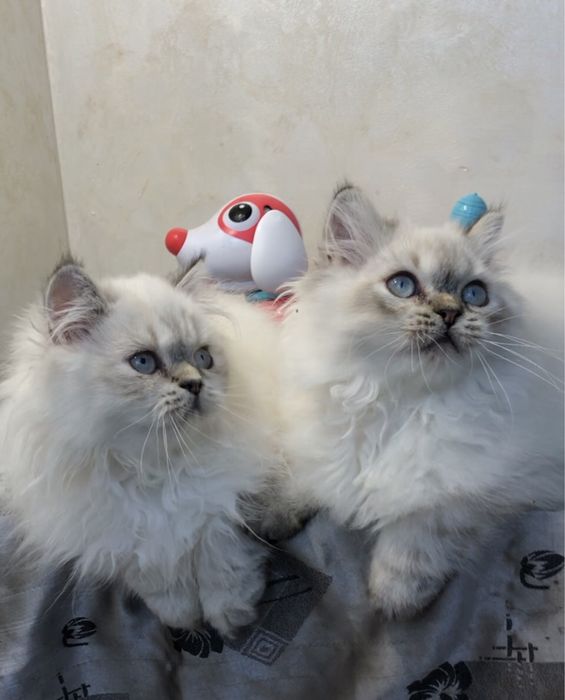 Шотландские голубоглазые котята