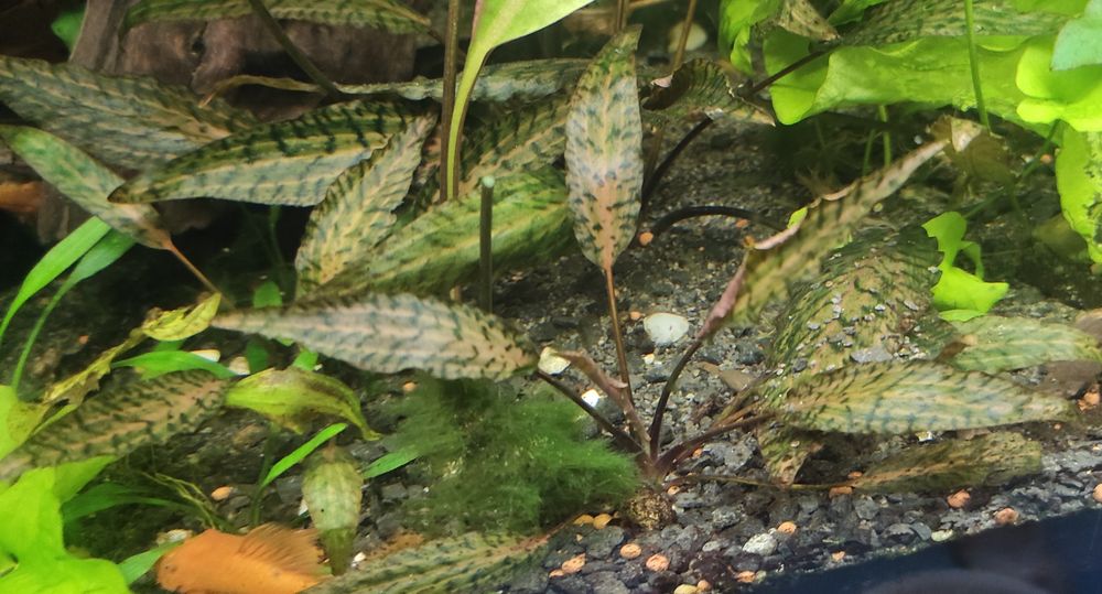 Cryptocoryne nurii