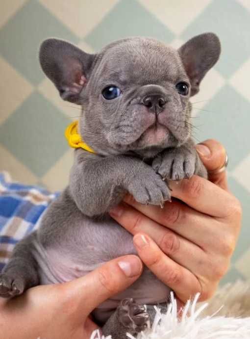 лиловые французские бульдоги