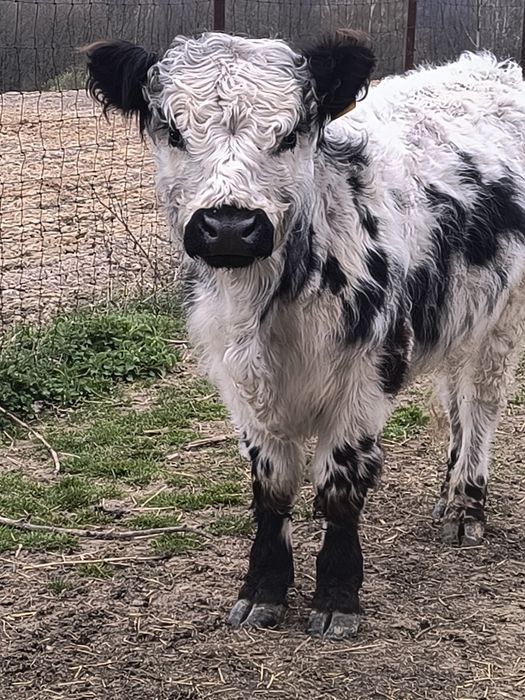 Byczek gallowey ponad roczny.